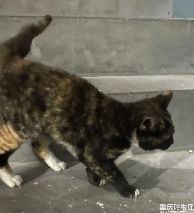 啊！我被这只猫绑架了