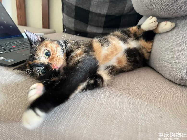 啊！我被这只猫绑架了