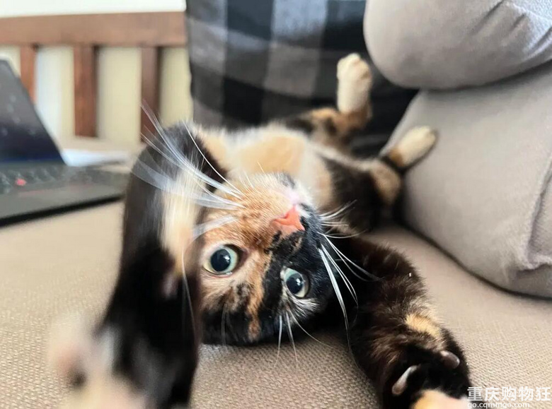 啊！我被这只猫绑架了