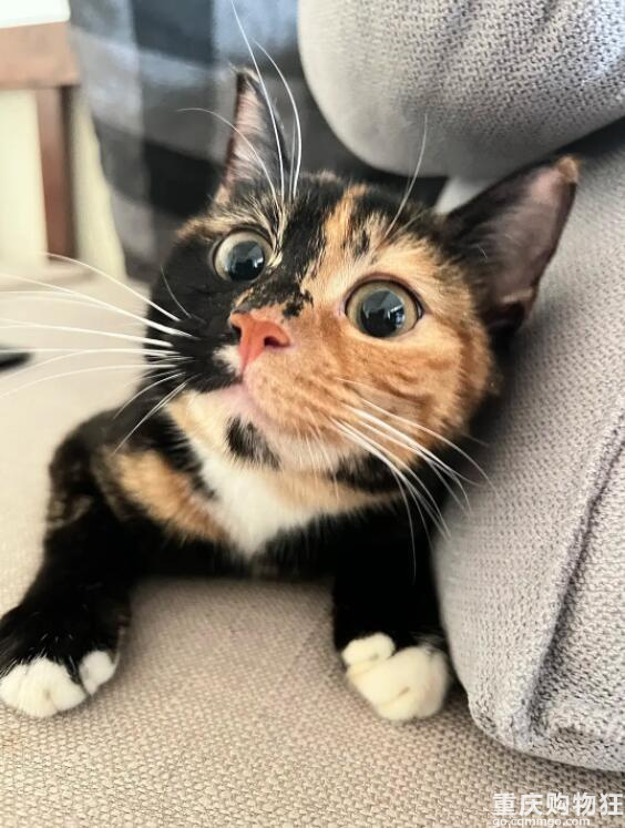 啊！我被这只猫绑架了