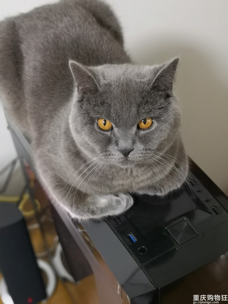 英短蓝猫弟弟送养，来领养猫咪吧