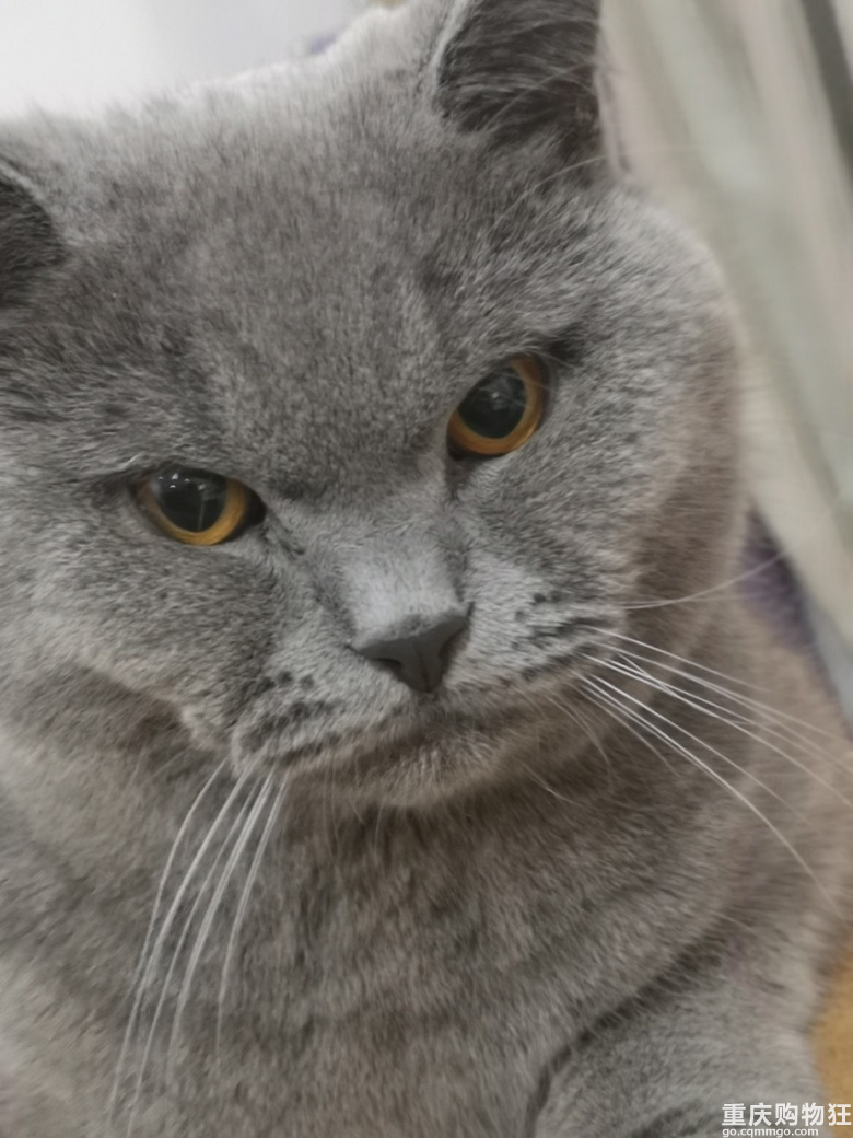 英短蓝猫弟弟送养，来领养猫咪吧