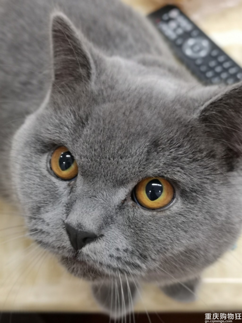 英短蓝猫弟弟送养，来领养猫咪吧