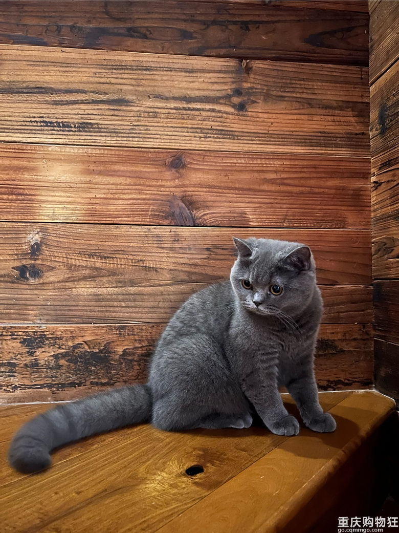 蓝猫都是这样略油腻和莽的吗？