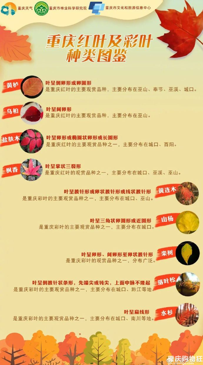 2022重庆红叶观赏指南