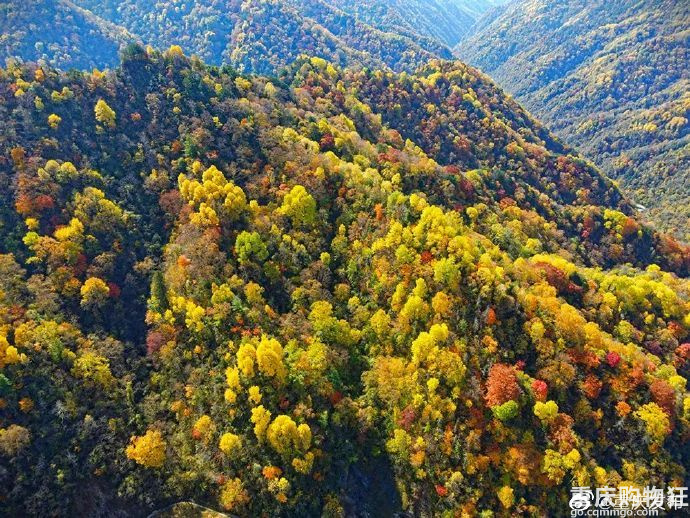2022重庆红叶观赏指南
