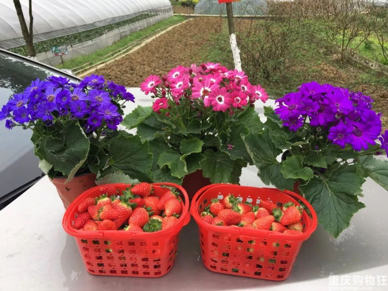 重庆摘草莓地图来了！路线、时间、价格都有，有些春节不打烊