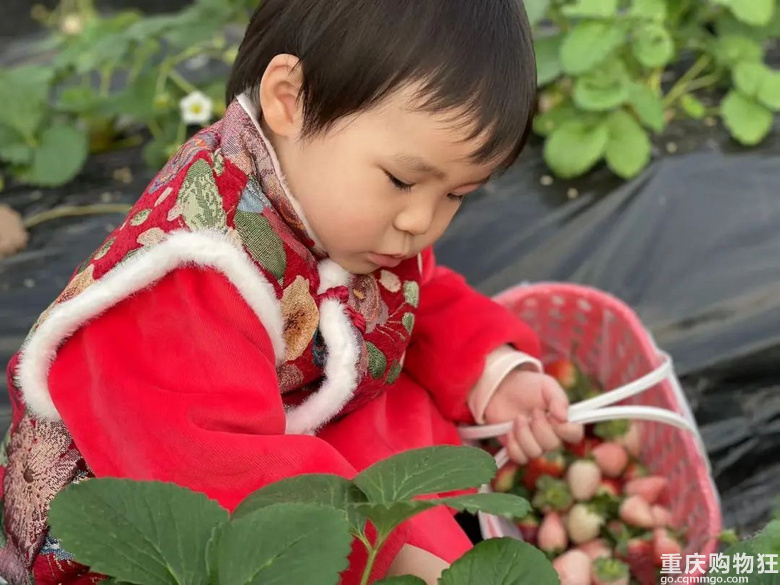 重庆摘草莓地图来了！路线、时间、价格都有，有些春节不打烊