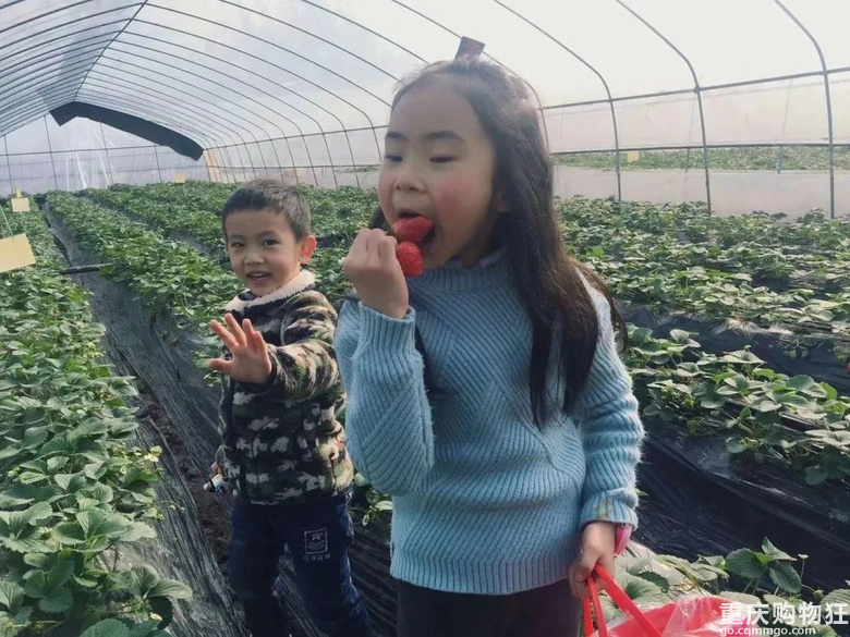 重庆摘草莓地图来了！路线、时间、价格都有，有些春节不打烊