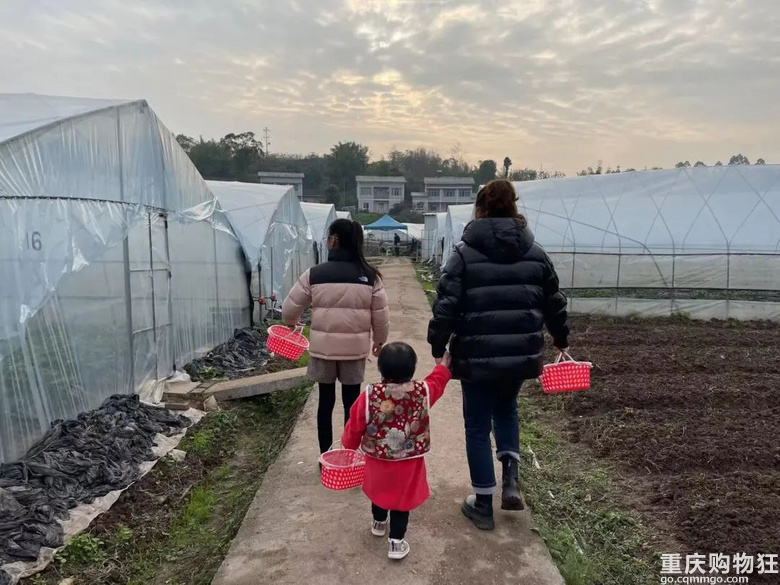 重庆摘草莓地图来了！路线、时间、价格都有，有些春节不打烊