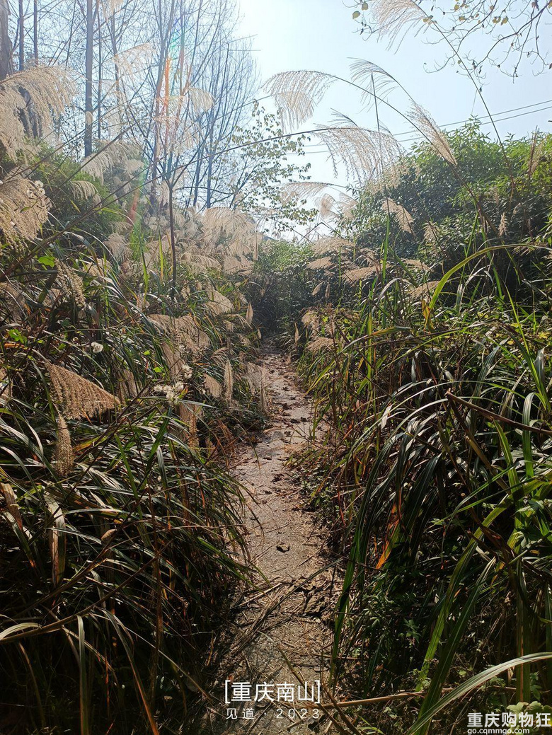 重庆南山上有一座超级无敌视野的免费观景台，南山“相思塔”火了