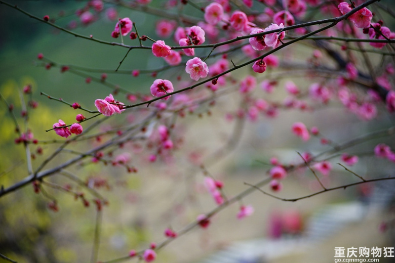 山一程，水一程；路一程，花一程。