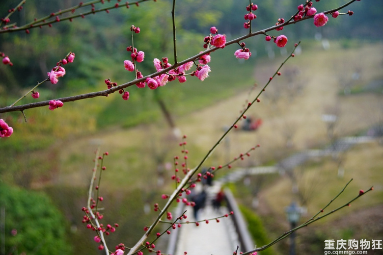 山一程，水一程；路一程，花一程。