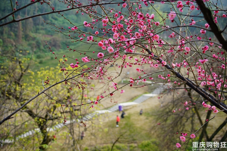 山一程，水一程；路一程，花一程。