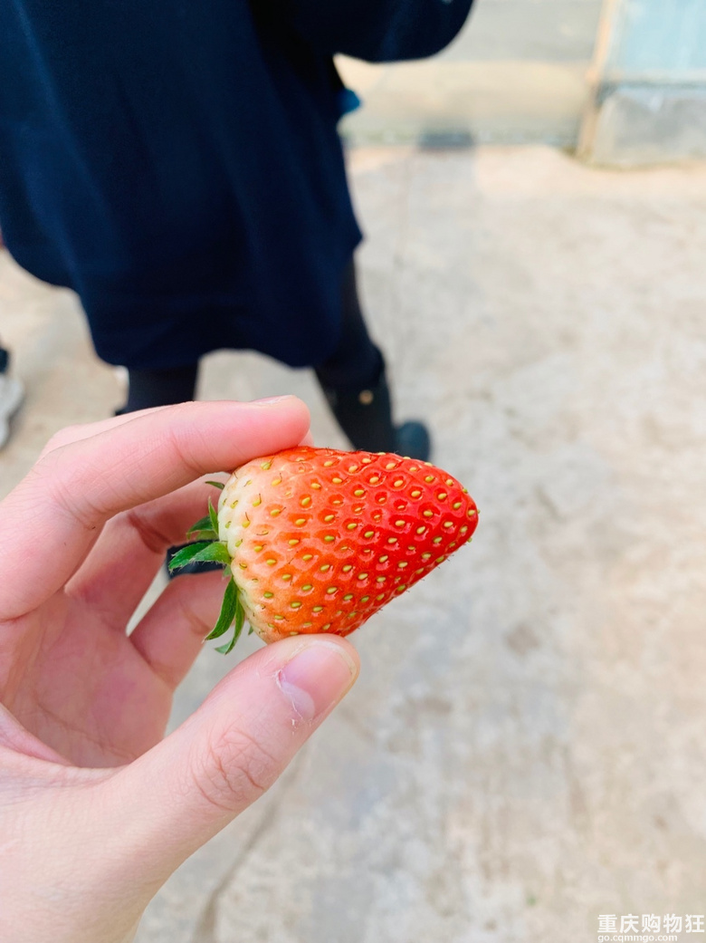 铜梁这家空中草莓体验感不错