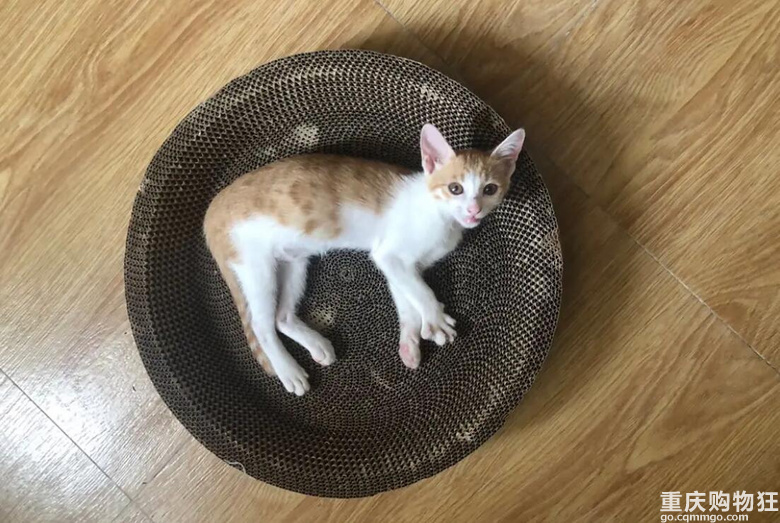 感觉我有潜力养猪了