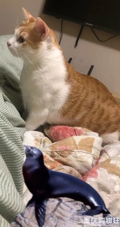 感觉我有潜力养猪了