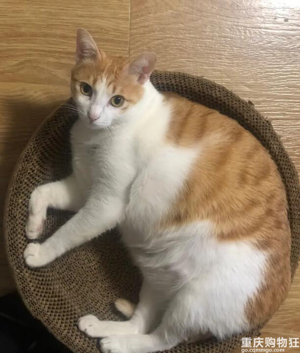 感觉我有潜力养猪了