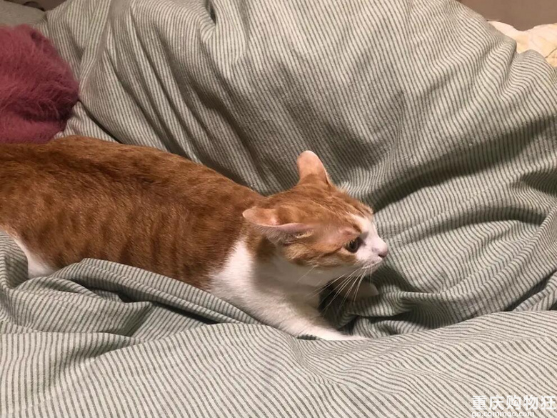 感觉我有潜力养猪了