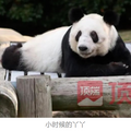 “快把丫丫接回来！”旅美大熊猫现状引人担忧，最新进展