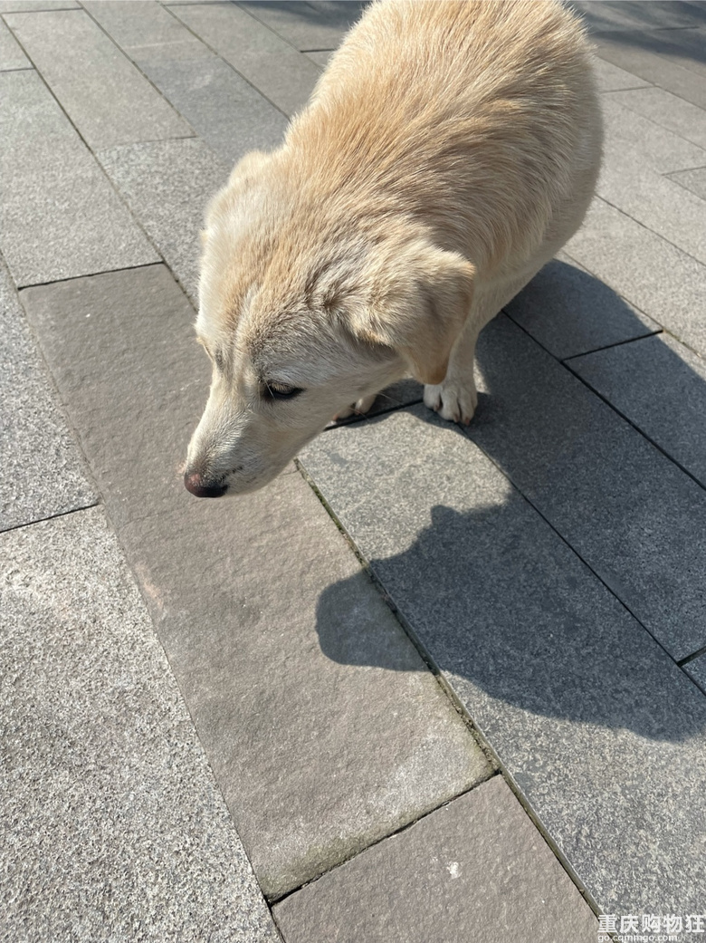 狗狗免费领养，送狗上门