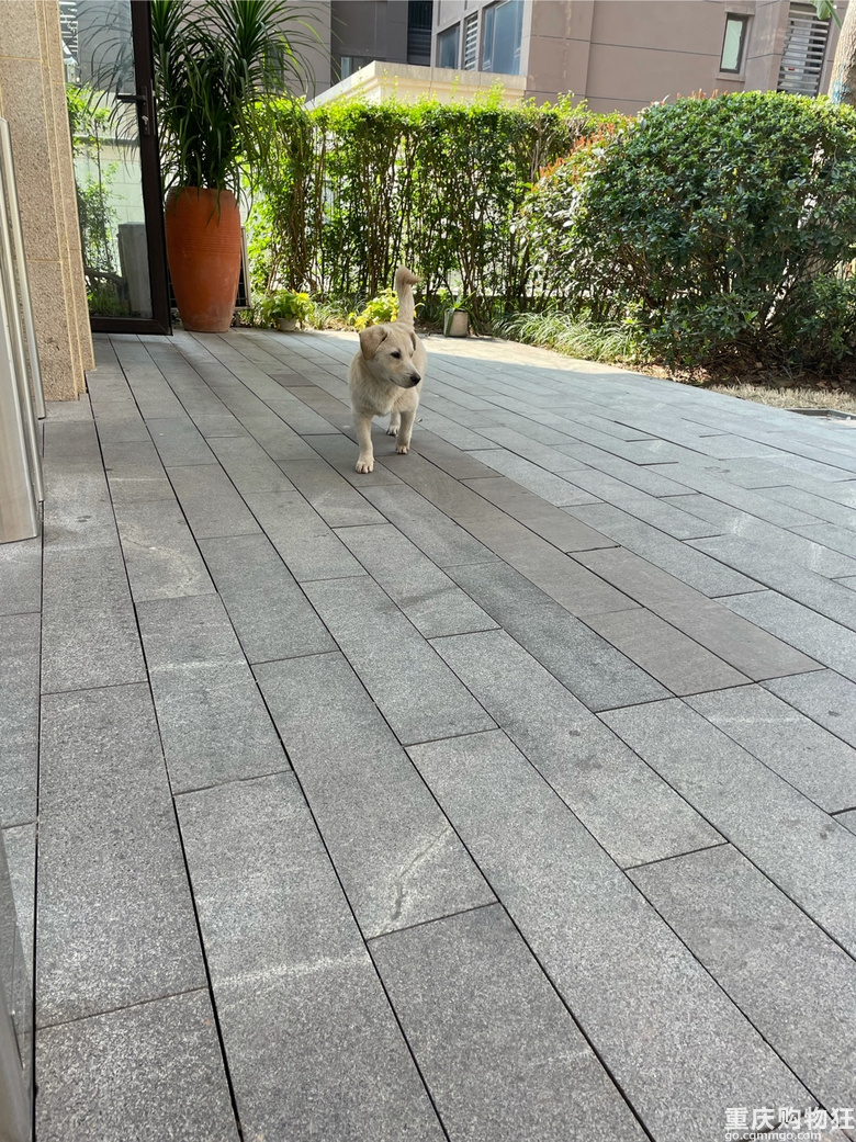 狗狗免费领养，送狗上门