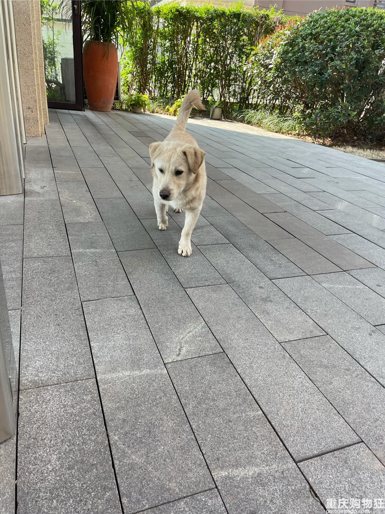 狗狗免费领养，送狗上门