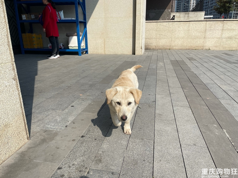 狗狗免费领养，送狗上门