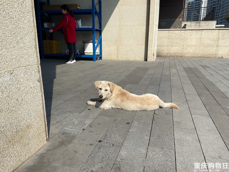 狗狗免费领养，送狗上门