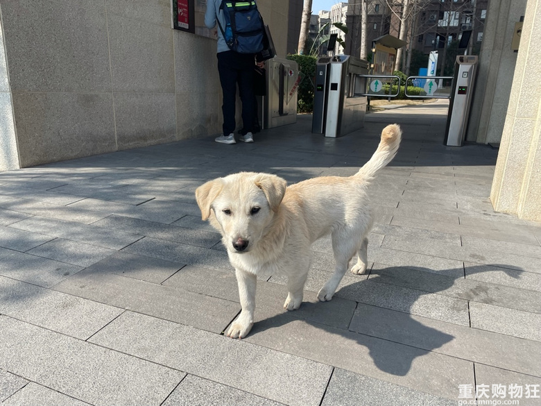 狗狗免费领养，送狗上门