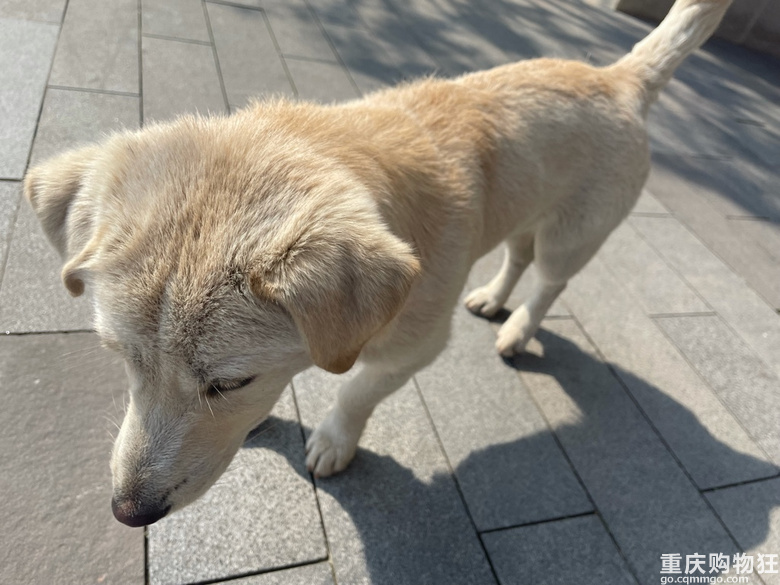 狗狗免费领养，送狗上门