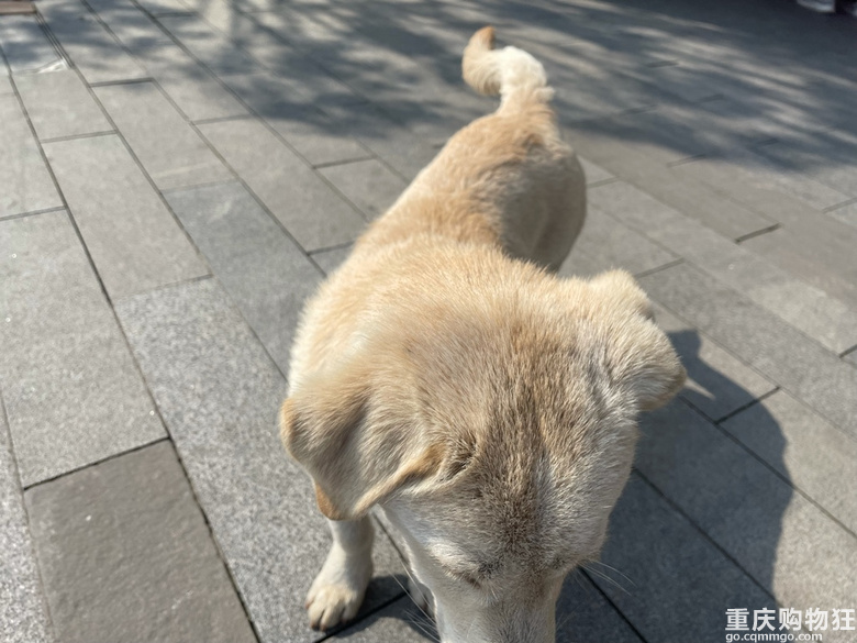 狗狗免费领养，送狗上门