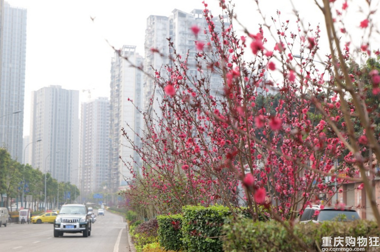 重庆各区县赏花地，为你打包好了！