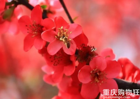 重庆各区县赏花地，为你打包好了！