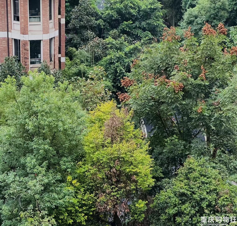 天江鼎城春日光（雅园&博园）