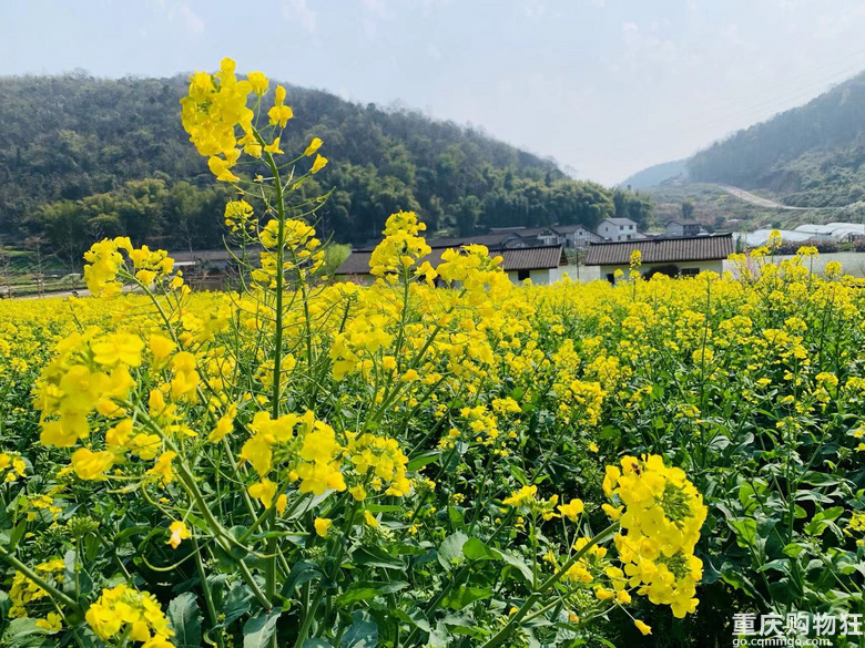 这个宝藏农场你一定要了解！赏花摘草莓吃品质烧烤，简直绝了！