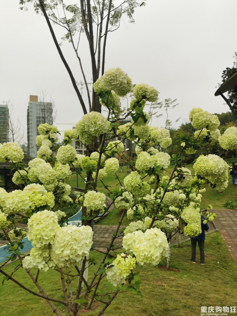 主城核心区内惊现绣球花，登山望远还要得
