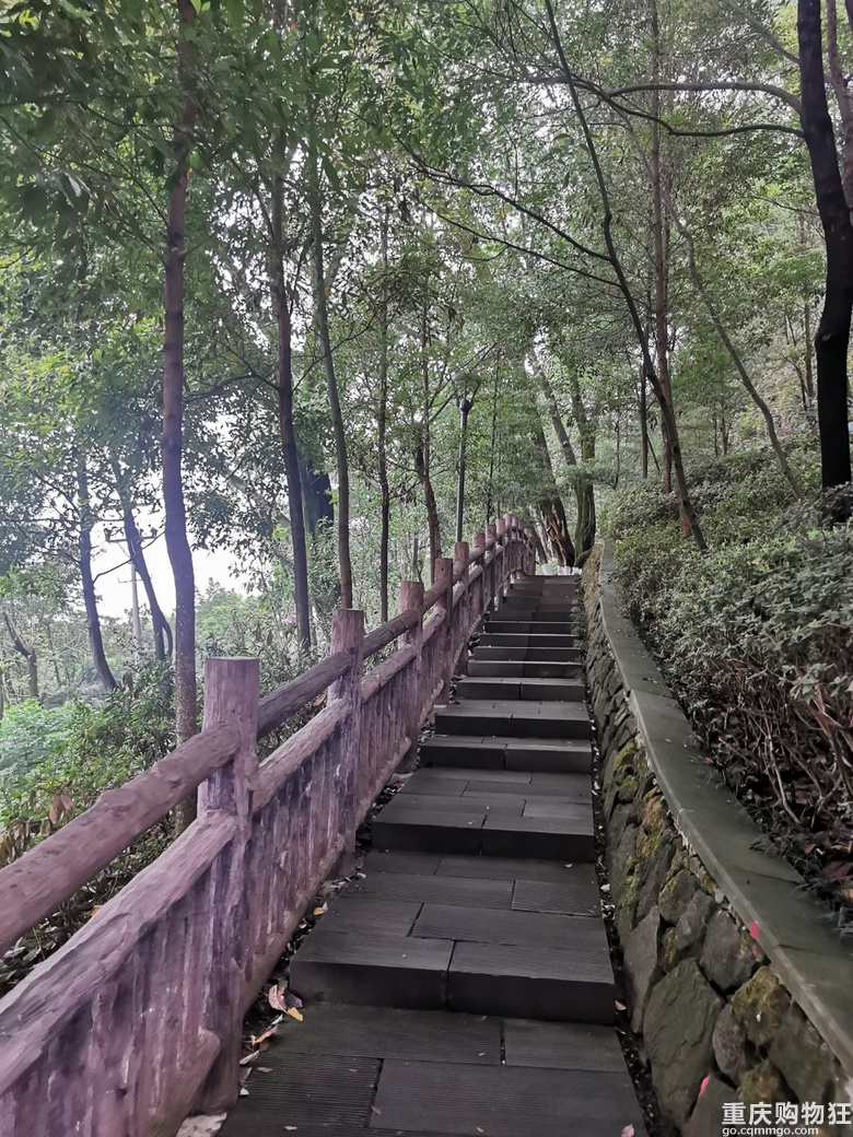 主城核心区内惊现绣球花，登山望远还要得