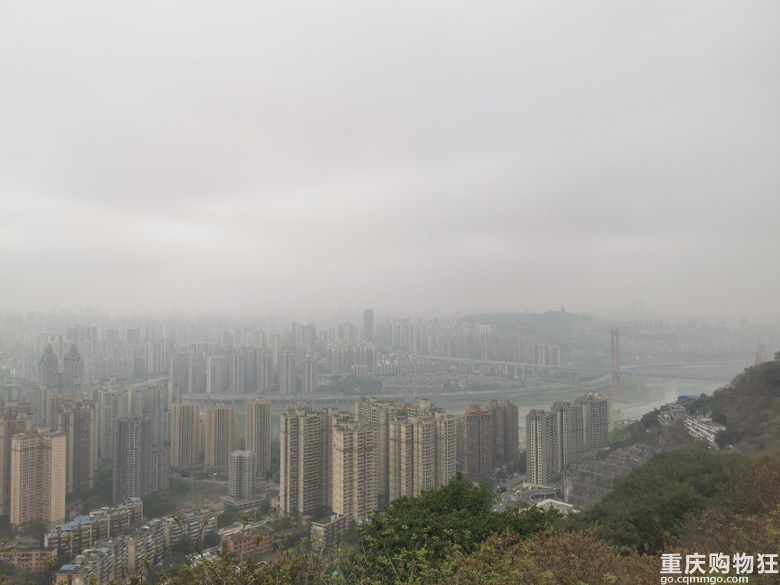 主城核心区内惊现绣球花，登山望远还要得