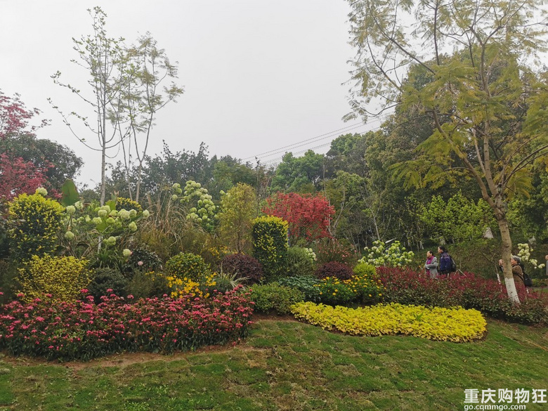 主城核心区内惊现绣球花，登山望远还要得
