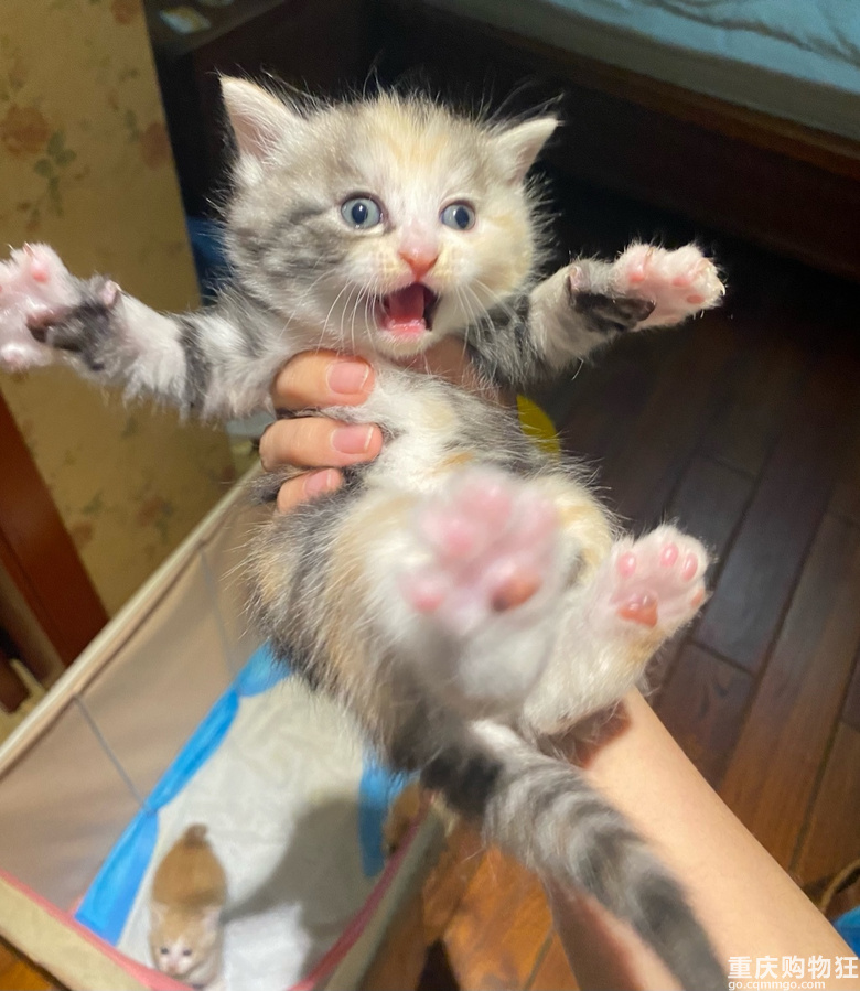 领养可爱的小猫咪