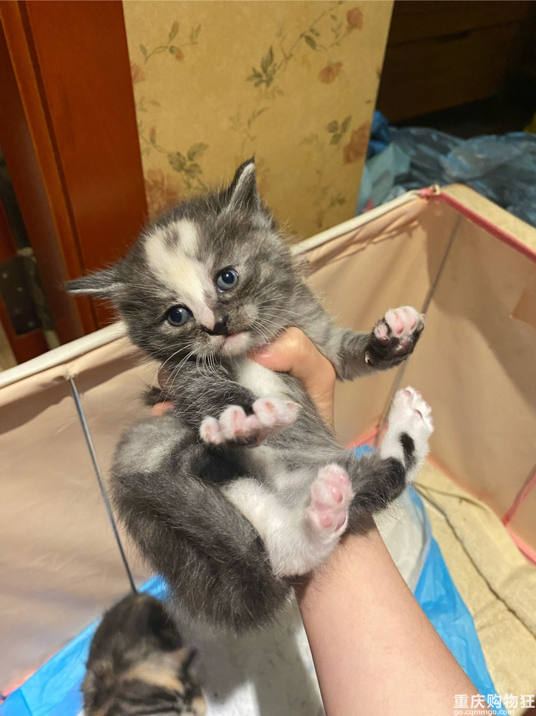 领养可爱的小猫咪