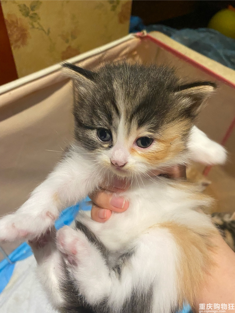 领养可爱的小猫咪