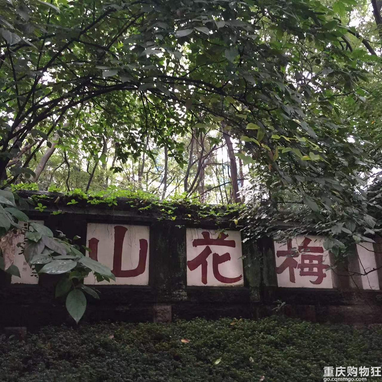 [北碚]除了西南大学，缙云山，还有“梅花山”！