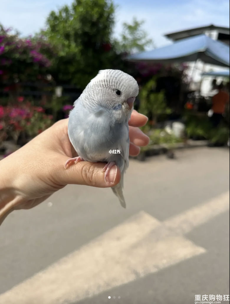 虎皮鹦鹉免费送了