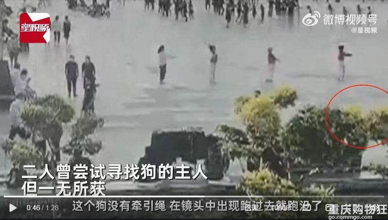 200斤男子被未拴绳狗吓摔倒，将路人压骨折：找不到主人赔偿犯难