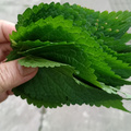 霍香过水鱼