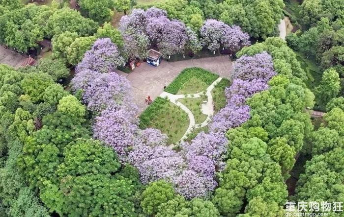 蓝花楹的季节，属于彩云湖