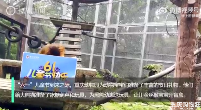 6月1日至4日重庆动物园对儿童免费
