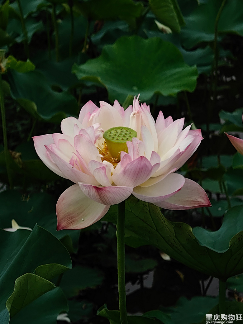 看荷花，还是去伍家坝花田坝子。